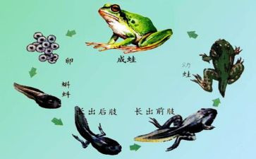 蝌蚪的语言教案7篇
