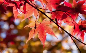 10月国庆活动策划6篇