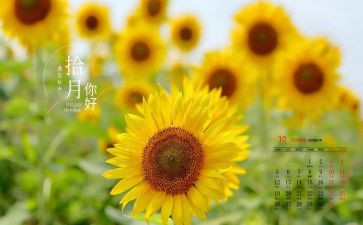 2024年10月销售工作总结5篇