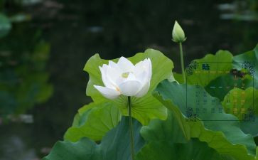 6月大活动总结7篇