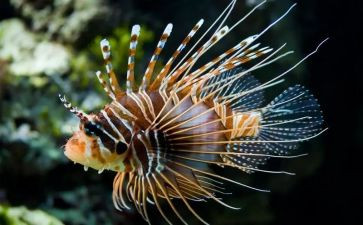 生物实验月工作总结模板5篇