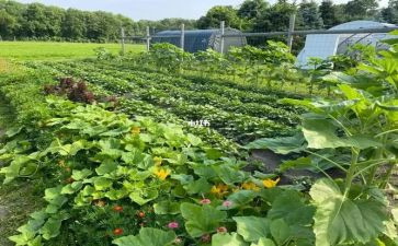 幼儿洗蔬菜教案优质6篇