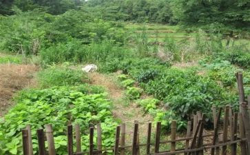 《蔬菜》教案7篇