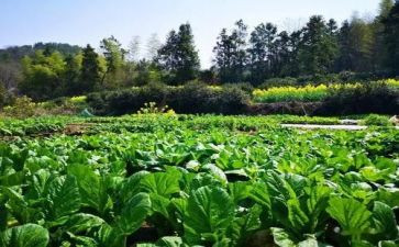 蔬菜收购合同6篇