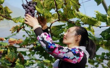 采摘的活动总结6篇