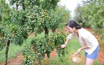采摘活动活动方案5篇