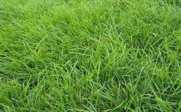 《草》教学反思6篇