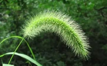 ?草人读后感参考6篇