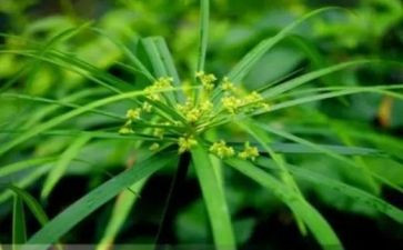 摘草莓作文300字8篇