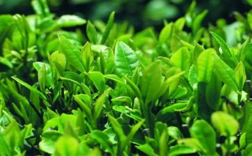 茶楼辞职报告5篇