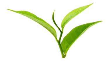 茶经的读后感作文800字优秀6篇