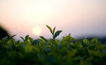 茶经读后感400字8篇