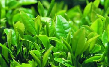 茶与禅的修行心得体会7篇