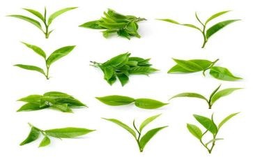 茶文化节活动策划参考7篇