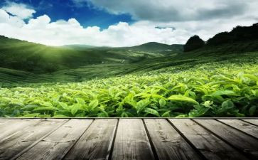 茶企业活动策划优秀7篇