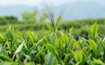 茶经读后感400字优秀5篇