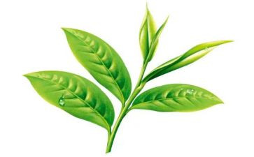 茶工作总结范文精选8篇