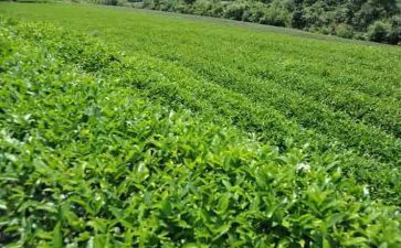 茶经读后感400字参考6篇