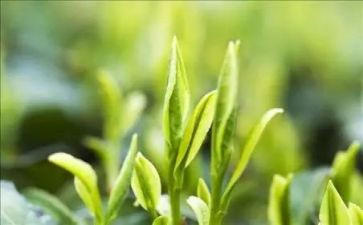 茶区域活动方案推荐5篇