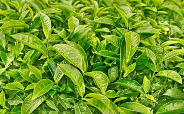 茶话会讲话稿5篇