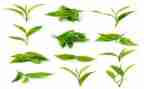 茶文化活动总结最新8篇