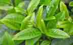 和茶有关的活动策划参考6篇