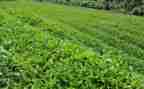 和茶有关的活动策划8篇