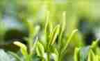 茶区域活动方案推荐5篇