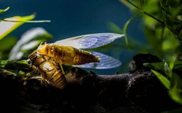 蝉的故事读后感最新6篇