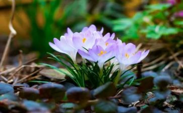 关于春节的活动总结5篇