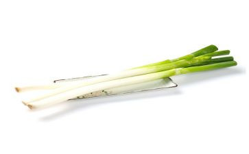 羊葱头历险记读后感8篇