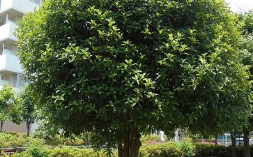 丹桂的作文400最新7篇