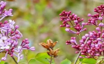 白丁香花作文推荐5篇