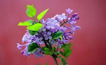 作文丁香花500字6篇