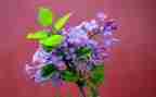 作文丁香花500字6篇