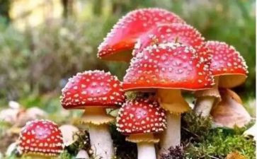 社区除毒宣传活动方案最新7篇