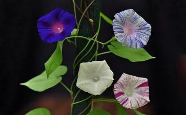 多彩的校园作文精选5篇