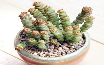 关于植物多肉的作文7篇