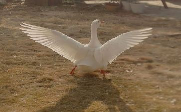 骑鹅旅行读后感8篇