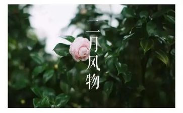 幼儿园中班十二月份月计划6篇