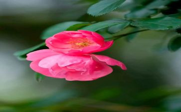 《芬芳》作文优质8篇