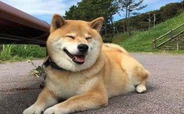 作文动物狗400字优质5篇