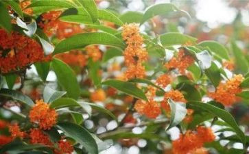 《桂花雨》髻读后感通用6篇