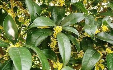 写桂花树作文300字模板8篇
