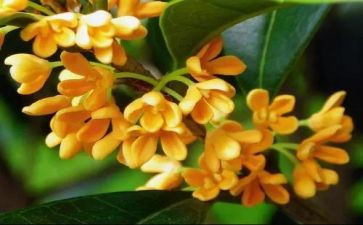 桂花作文600字优秀7篇