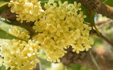 桂花作文300字5篇