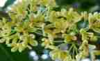 写桂花树作文300字最新8篇