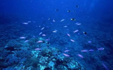 海底两万里心得体会字模板8篇