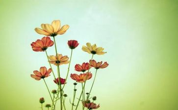 写学校后花园的作文8篇