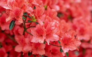 幼儿园大班看花灯教案5篇